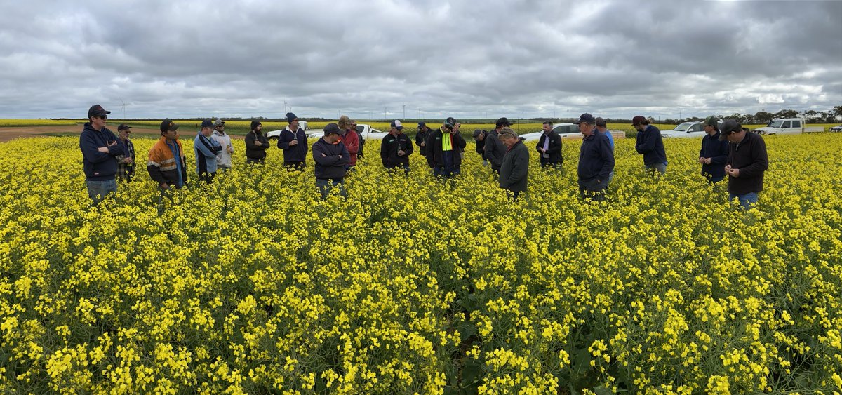 David Pfeiffer tweet media