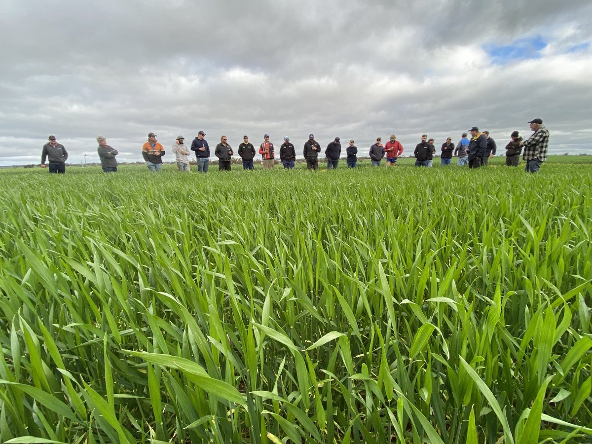 David Pfeiffer tweet media