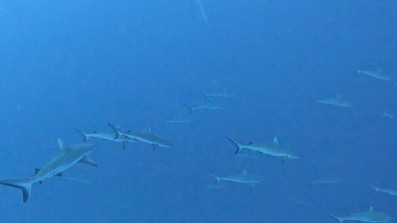 Gdu24's tweet photo. #TiputaPass #Rangiroa https://t.co/k8dmzVM0Ft