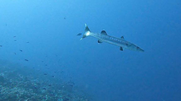 Gdu24's tweet photo. #TiputaPass #Rangiroa https://t.co/k8dmzVM0Ft