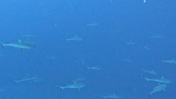 Gdu24's tweet photo. #TiputaPass #Rangiroa https://t.co/k8dmzVM0Ft