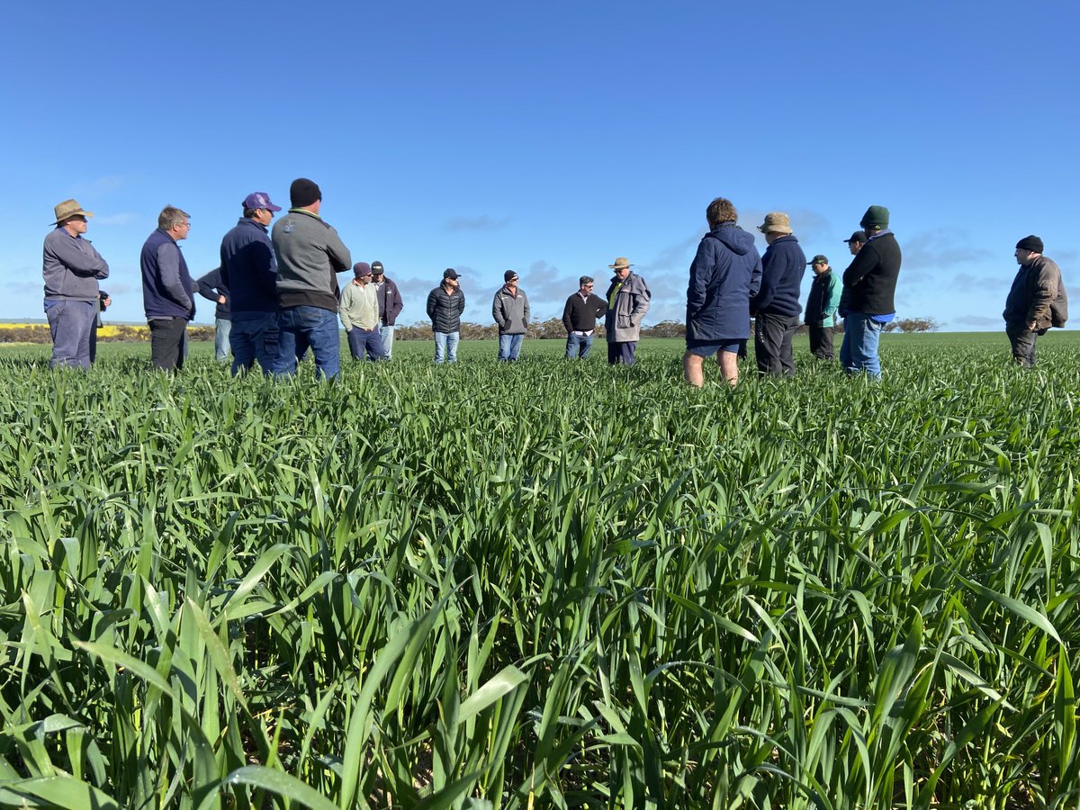 David Pfeiffer tweet media