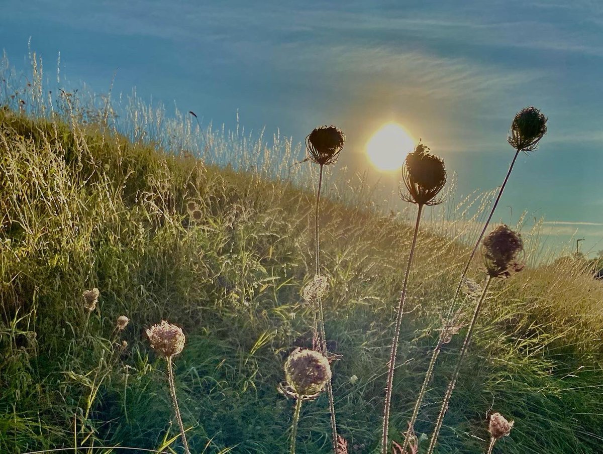 ArieJanVT's tweet photo. Mooi rondje #avelingen vanmorgen waar de #droogte goed zichtbaar is. #bovenhardinxveld @HardinxveldNL @staatsbosbeheer @wsrivierenland #landschap #landscapephotography https://t.co/RvByFWgo4K