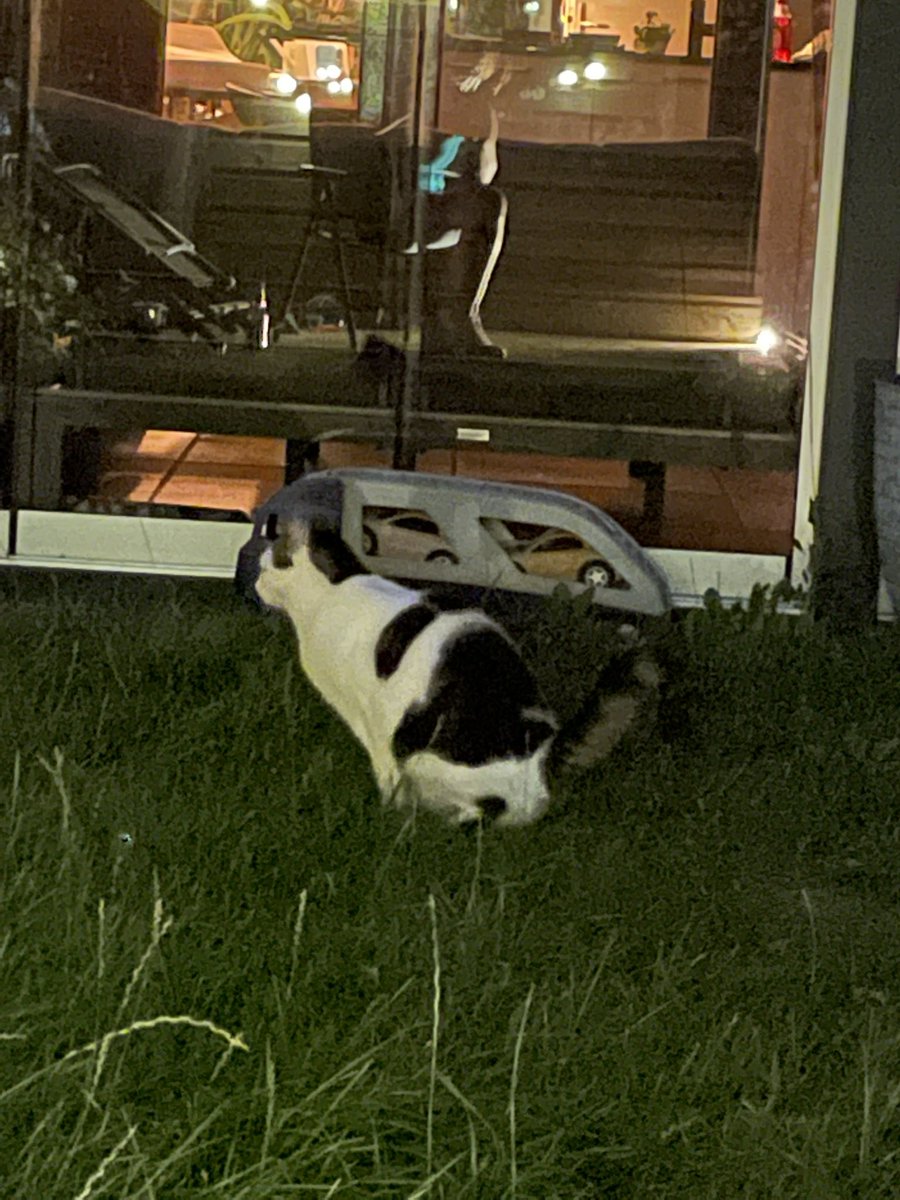 v_annemieke's tweet photo. About last night! Maar wel in zijn eigen tuin, dat dan weer wel! #oppaskatten https://t.co/hCxZP8e72o
