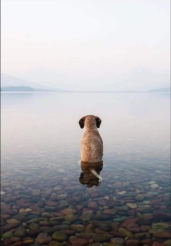 f_gilbey's tweet photo. Buona Domenica!... #HappySunday #peacefulday #coolingwaters #serenity #love #wantadog #mindfulness #healing https://t.co/EhJ9U4Hv3t