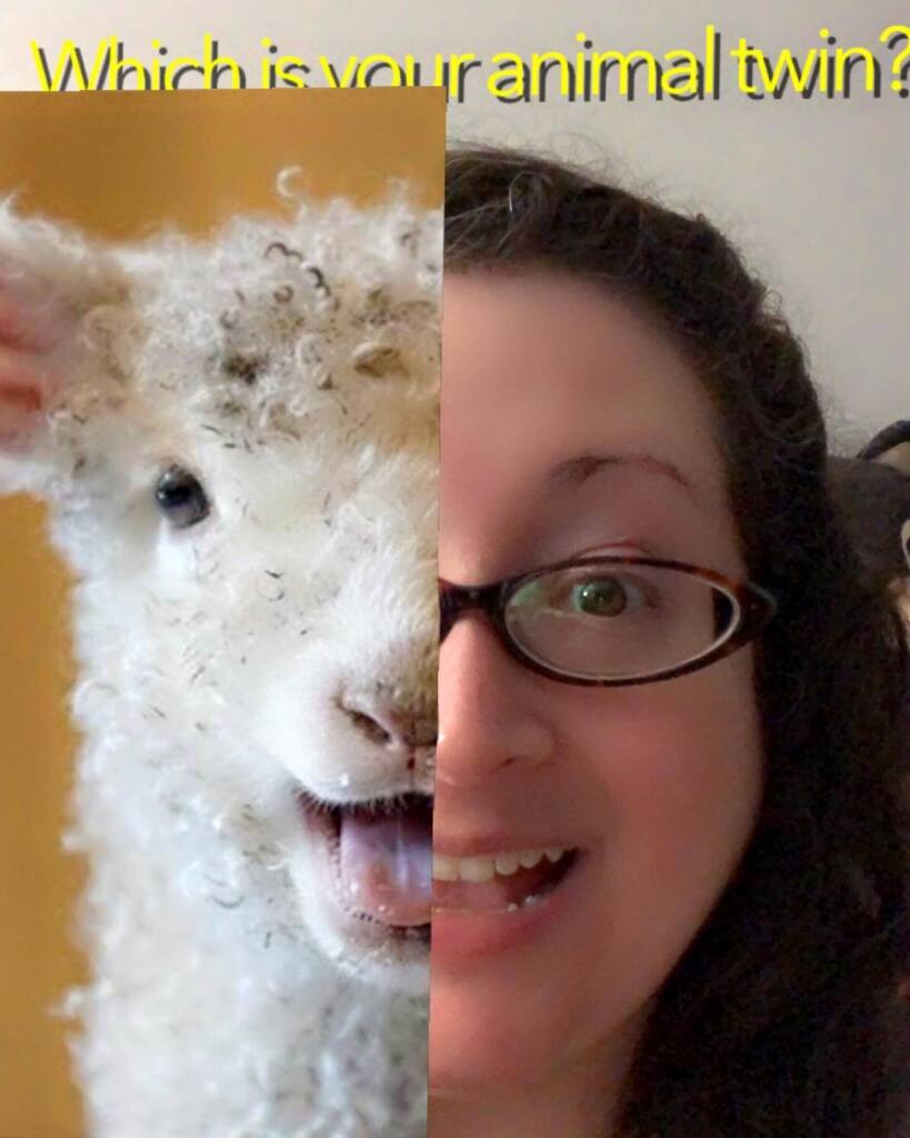 Nummymuffin's tweet photo. Fair enough. #animaltwin #instasnap #baa 🐑 https://t.co/0oOb4TjkLs https://t.co/c6oFkX0yI1