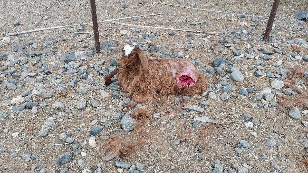 المعنيون في <a href="/RoyalOmanPolice/">شرطة عُمان السلطانية</a> و <a href="/ea_oman/">هيئة البيئة - عُمان</a> <a href="/FMofOman/">وزارة الخارجية</a> <a href="/SN_Governor/">محافظة شمال الشرقية - سلطنة عُمان</a> الكلاب الضالة تتكاثر بشكل مخيف وتفسد الزرع والنسل في ولاية سناو وما جاورها نرجوا من <a href="/SN_Governor/">محافظة شمال الشرقية - سلطنة عُمان</a> توجيه السلطة المخوله بإتخاذ ما يلزم في أقرب فرصة ممكنه