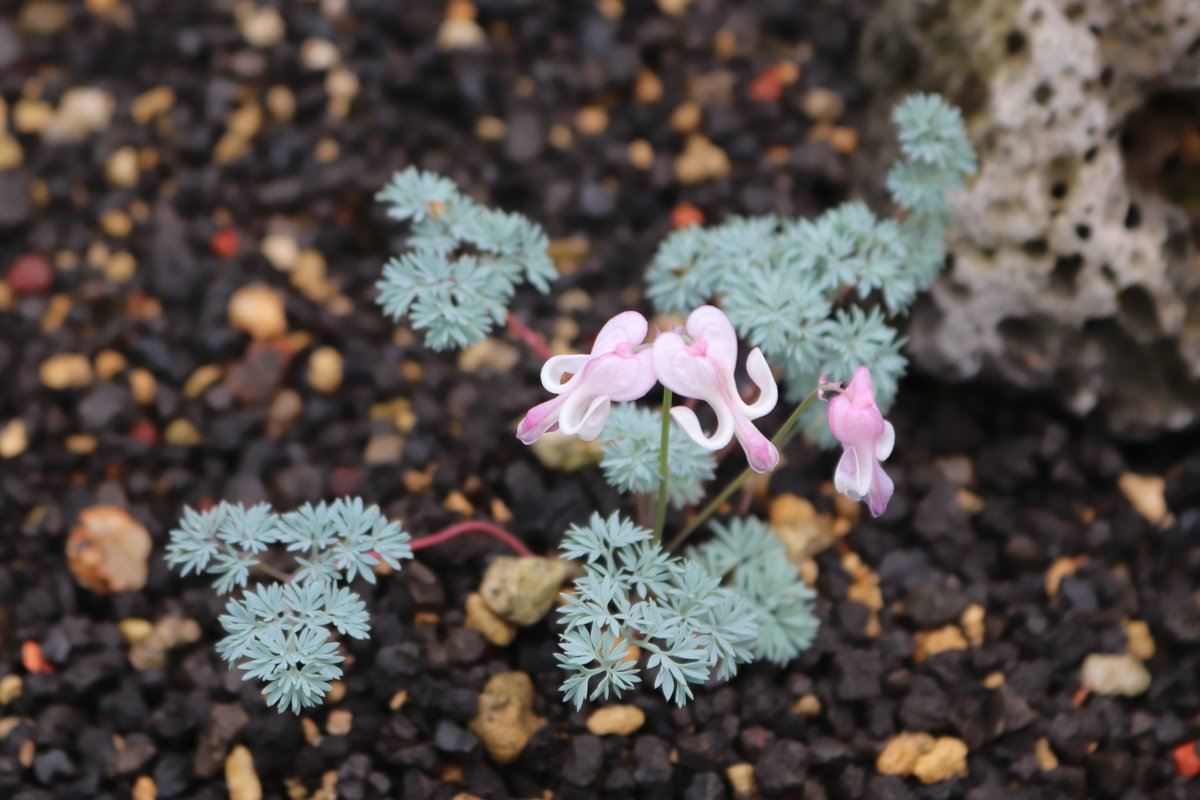 D ｳﾏｰ uma Twitter