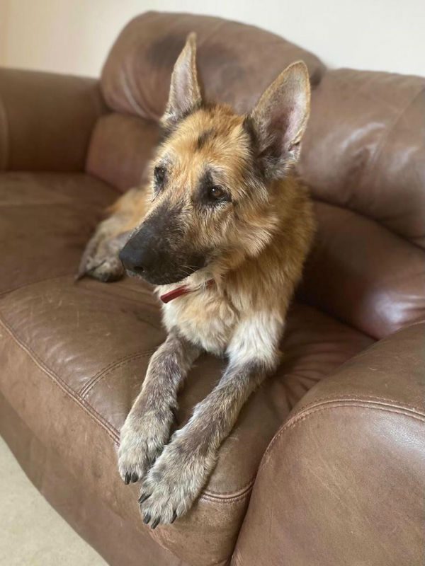 Please share to help find a foster or forever home for Prince #KENT #UK Aged 6, abandoned in a park, he is better now and looking for an experienced adult home. He may be able to live with another calm dog. Poor lad deserves some love. DETAILS 👇 gsrelite.co.uk/prince-5/
