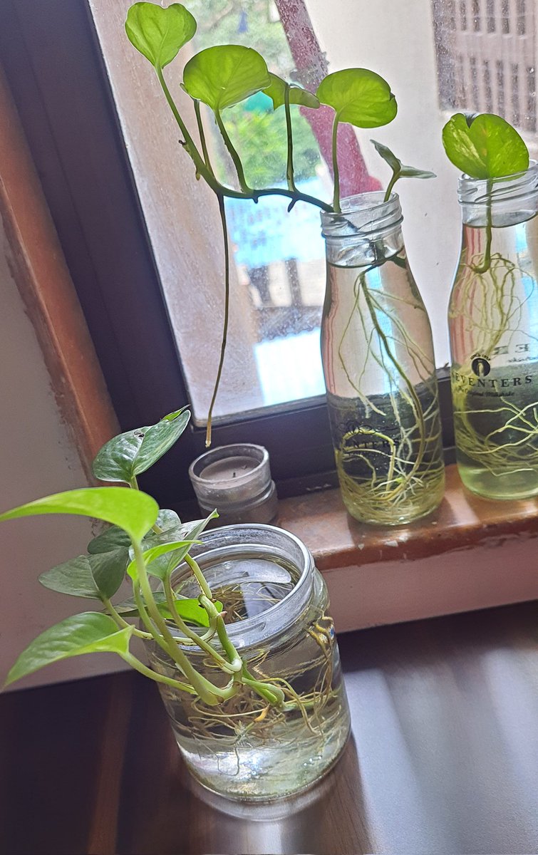 chinkib's tweet image. I love glass jars..but hvnt bought any in years...all recycled and have loads of these to store stuff or grow plants in..my favs are nutella tang and puk cheese jars..🍯🍯🍯🍯
#recycledjars