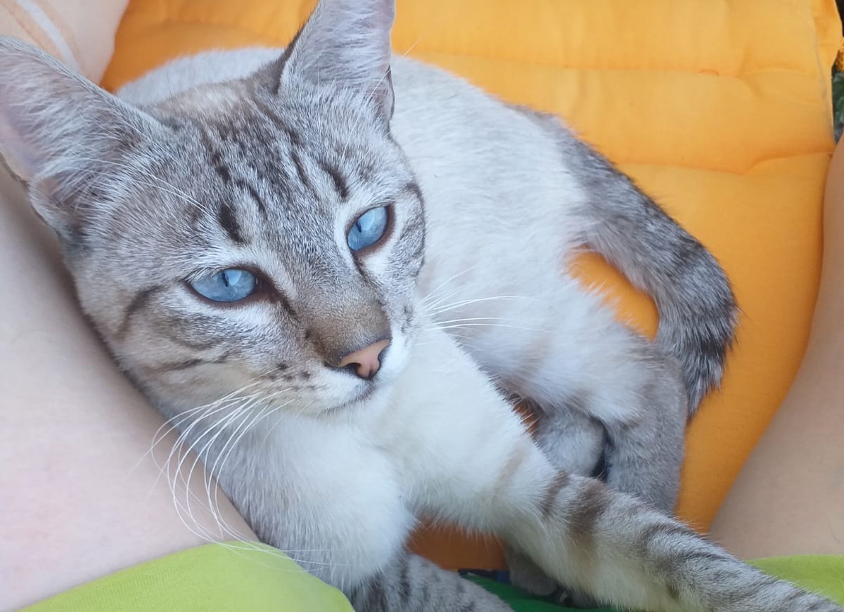 lauracorama's tweet photo. Este gatito ha aparecido en Velliza (Valladolid) es joven y muy bueno (además de guapo),  se ha dejado bañar, desparasitar y mimar...pero la persona que lo ha encontrado no se lo puede quedar. Está buscando familia que lo quiera https://t.co/ORKRcYyOaj