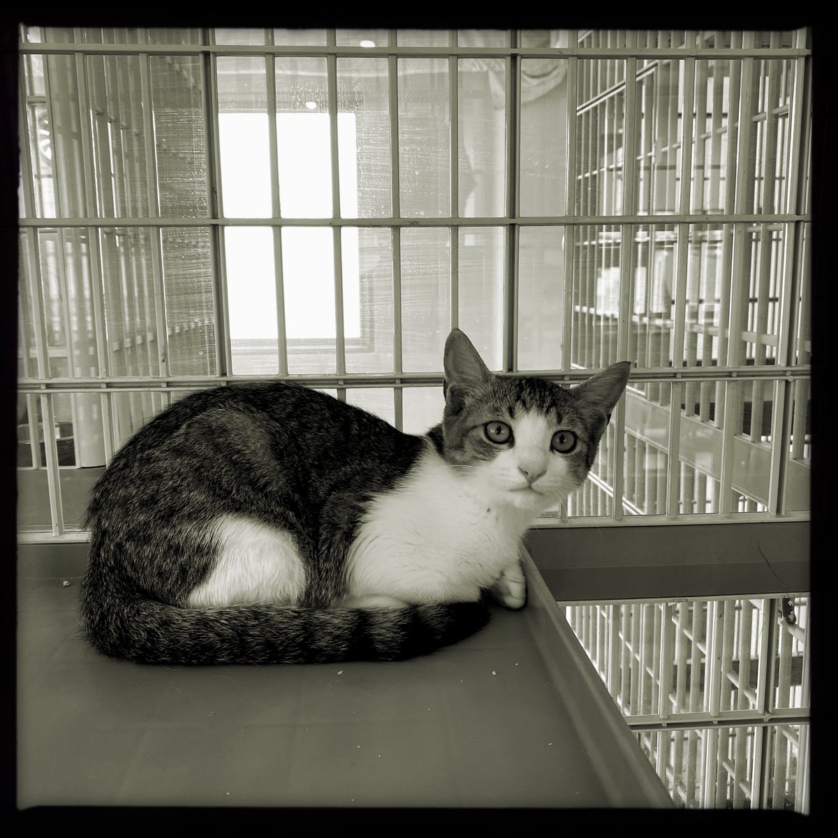 obi_wan_eclipse's tweet photo. #猫式 #cat #ShotoniPhone #Hipstamatic #Claire42 #Claunch72 https://t.co/rGmUwYUBB2