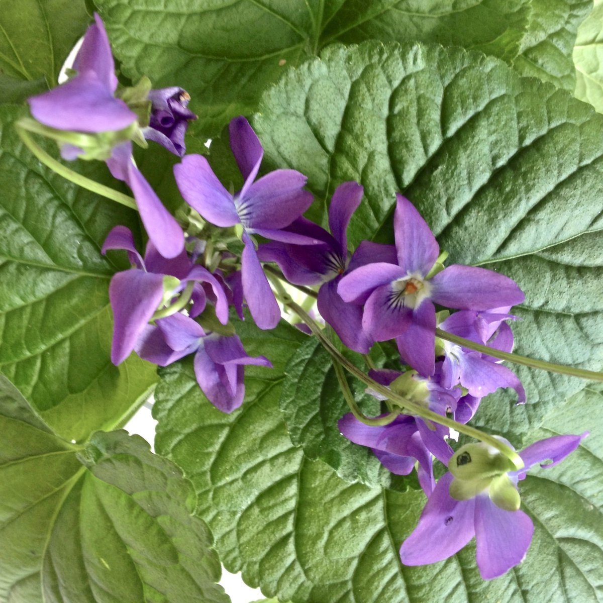 IsabellaKoldras's tweet photo. winter flowers make you forget that it is icy cold…

#WildViolets
                      #WinterWalk #WeekendWellness https://t.co/S46GF9j3Xz