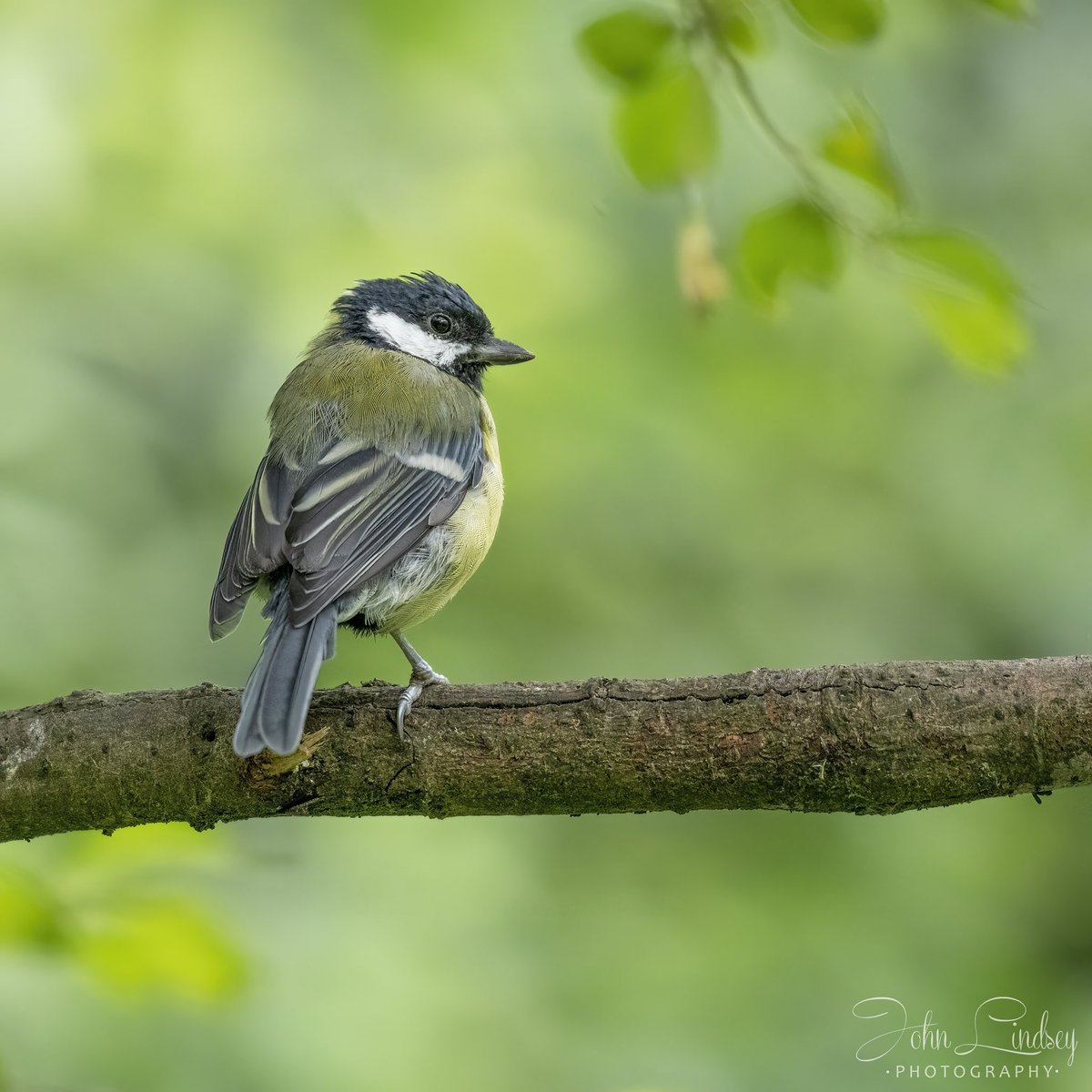 JLPhotos83's tweet photo. Happy #sunday morning #TwitterNatureCommunity. Here is my image for the morning of a perching #greatit @Natures_Voice @NPhotomag @_BTO @BBCSpringwatch @UKNikon @AP_Magazine #BBCWildlifePOTD #countryfilepotd #wildlife #nature #nikond850 #photography #outdoors #nature #springwatch https://t.co/KdAzg6pZyY