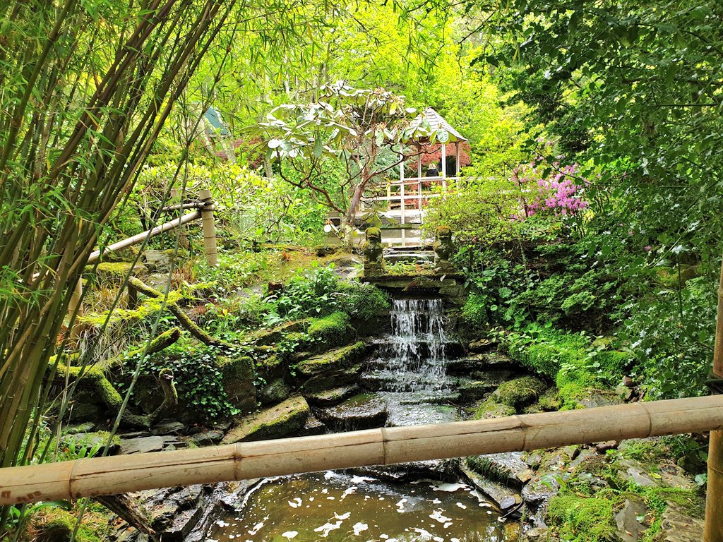 MaysamAdventur1's tweet photo. Today's @DailyPicTheme2 is #Garden
The Japanese Garden in #Cornwall
@japancornwall is a beautifully tranquil place to visit.
Check out our @youtube video from when we went - link in comments
#DailyPictureTheme
#JapaneseGarden https://t.co/bNNyh8lloZ