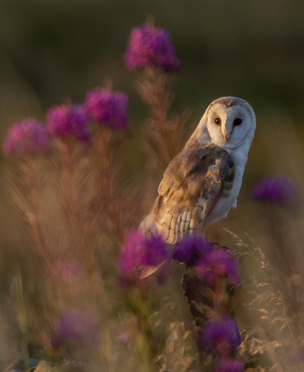 A barn owl perched amongst blooming pink flowers I believe to be rosehip willowherb. 
.
.
#YorkshireDales #barnowl #BBCWildlifePOTD #TwitterNatureCommunity #BirdsSeenIn2022