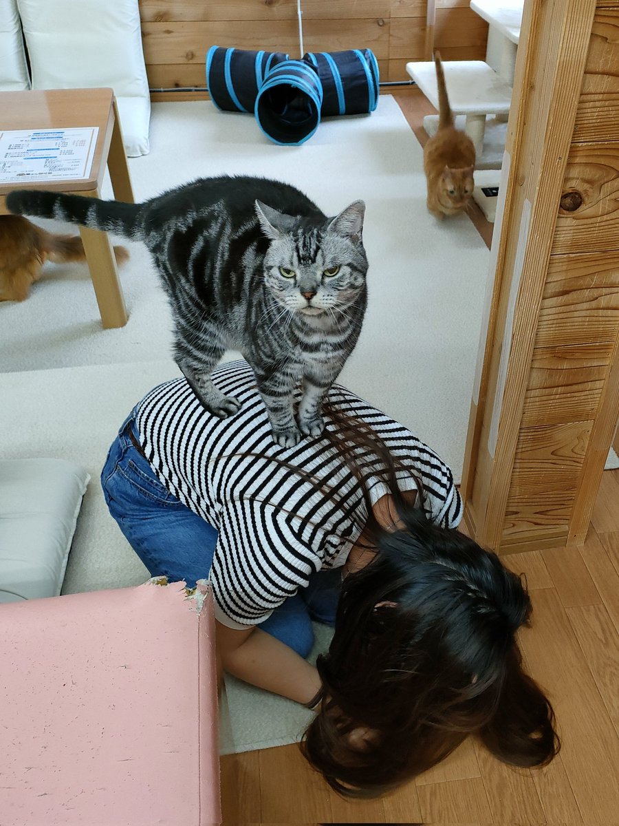 猫カフェちぐら S Tweet 新潟 猫 猫カフェ Trendsmap 猫カフェちぐら S Tweet 新潟 猫 猫カフェ Trendsmap