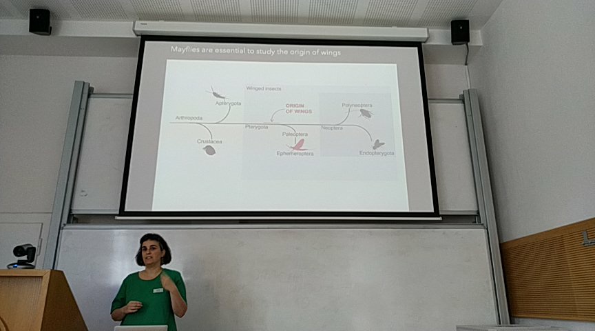 Dros_EU's tweet photo. Second day of our #DrosEUsummerschool22 starts with invited speaker @IsabelAlmudi who integrates omics approaches to understand adaptation to amphibious lifestyles https://t.co/L30TrXt4NS