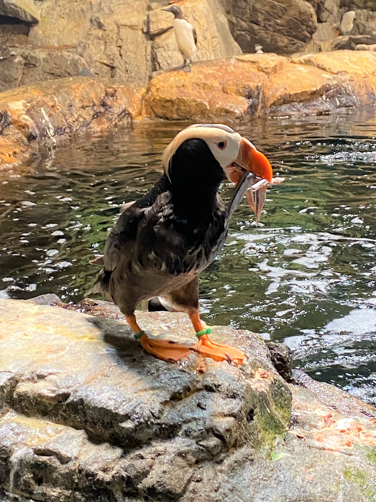 葛西臨海水族園 公式 お知らせ エトピリカは ヒナを育てる際 一度に沢山の魚を銜え て運びます 先に捕まえた魚はなぜ落とさないのか どのようにして沢山魚を銜えるのか こうした疑問を科学的に解き明かすべく 8 15 月 海鳥の生態 エリアで