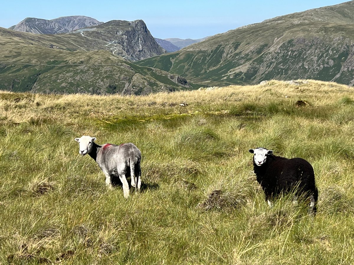 Manclee's tweet photo. #bessyboot 203/214 #rosthwaitefell #lakedistrict #cumbria #wainwrights #wainwright #hiking #hikinguk @lakedistrictnpa @wainsoc @wkthewainrights @WainwrightRocks @PictureCumbria @214Wainwrights @images_lake #lakedistrictnationalpark https://t.co/pyEoawgtq3