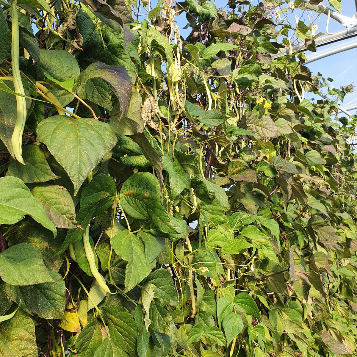 Daiga Baranovska 💌 tweet media