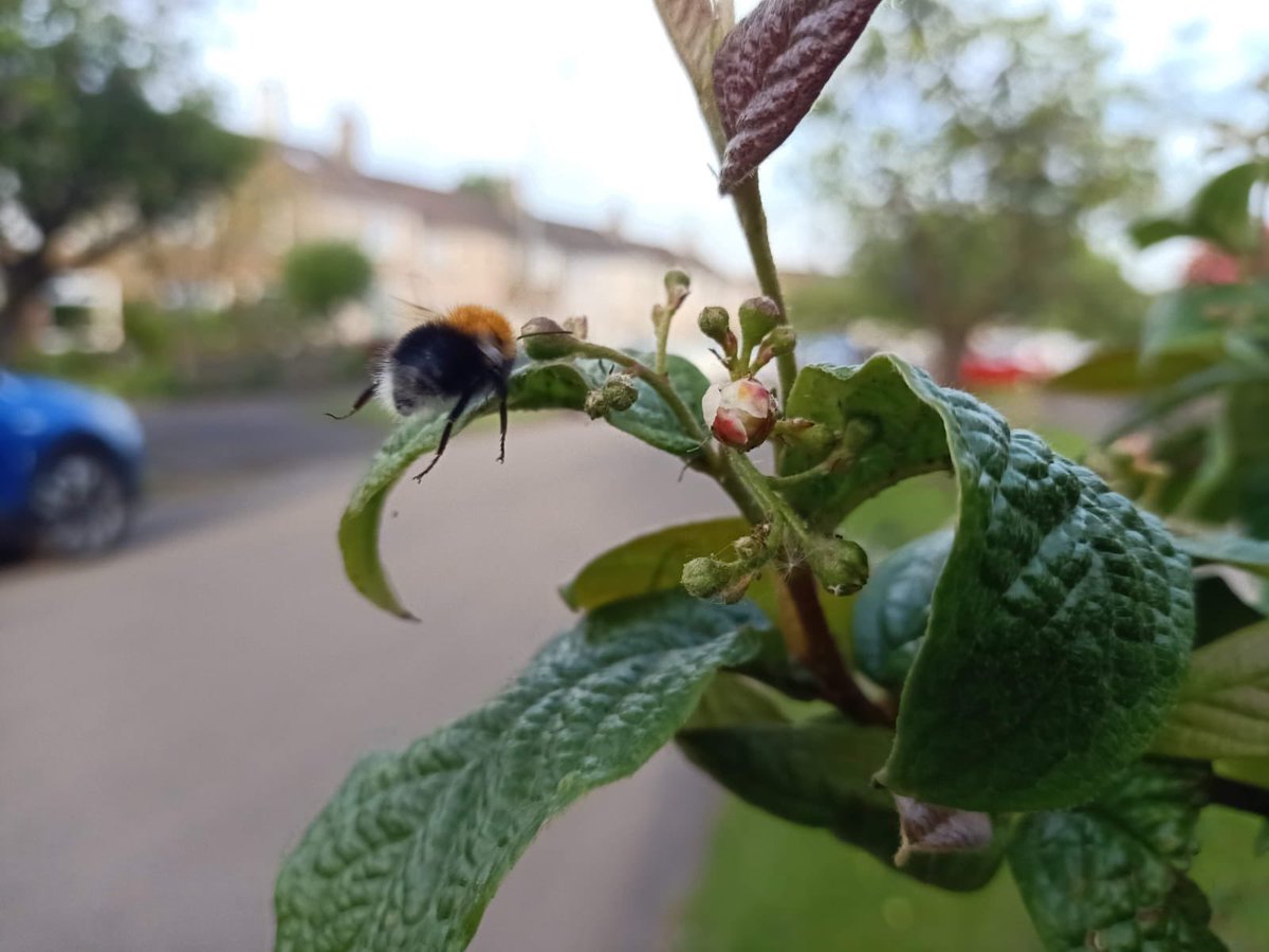 Mid flight! Happy spotting this Sunday! 🐝🐝🌸🌼