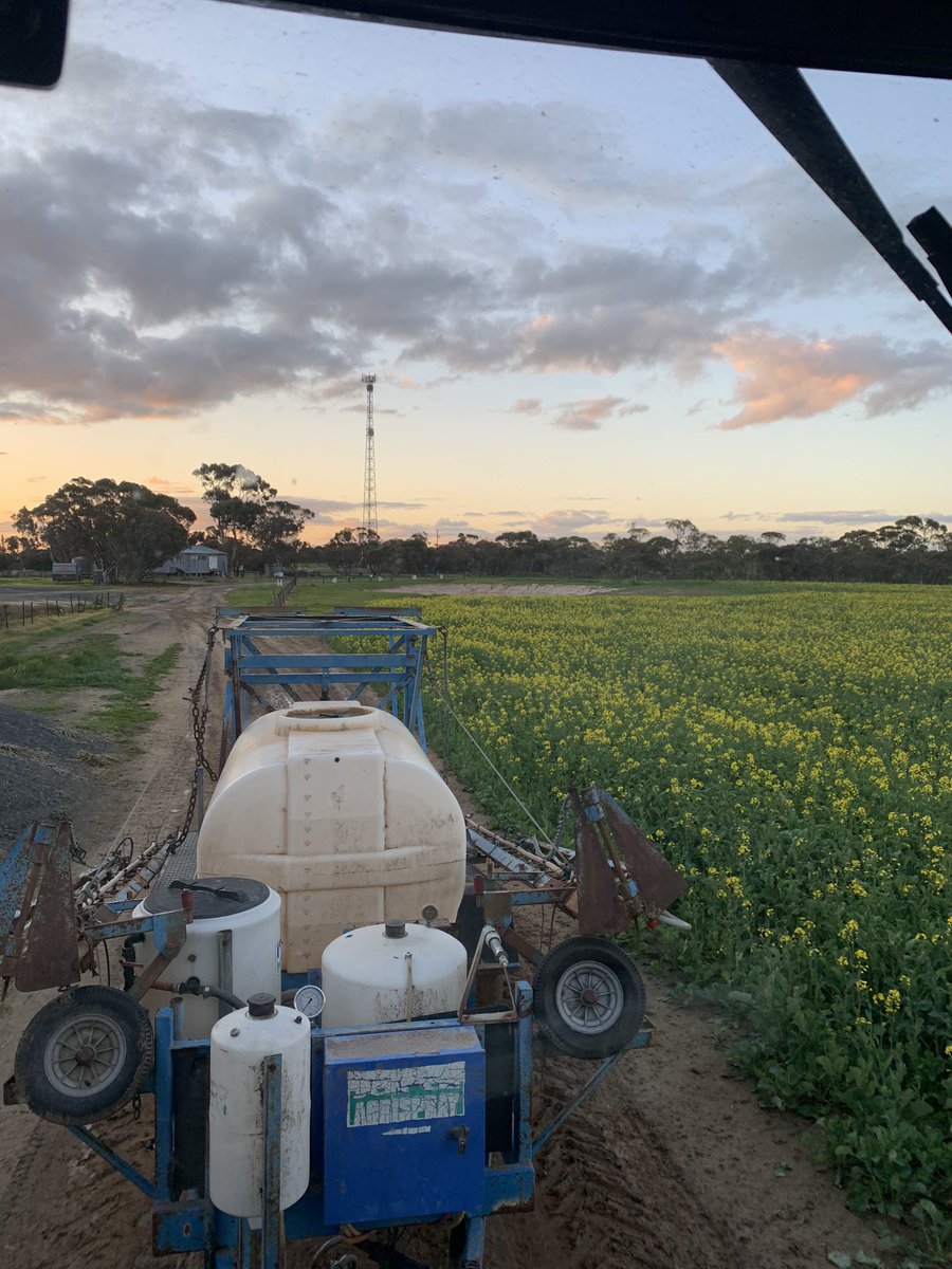 hazzac05_'s tweet photo. Canola looking promising 🤞 https://t.co/FncqAQJHeg