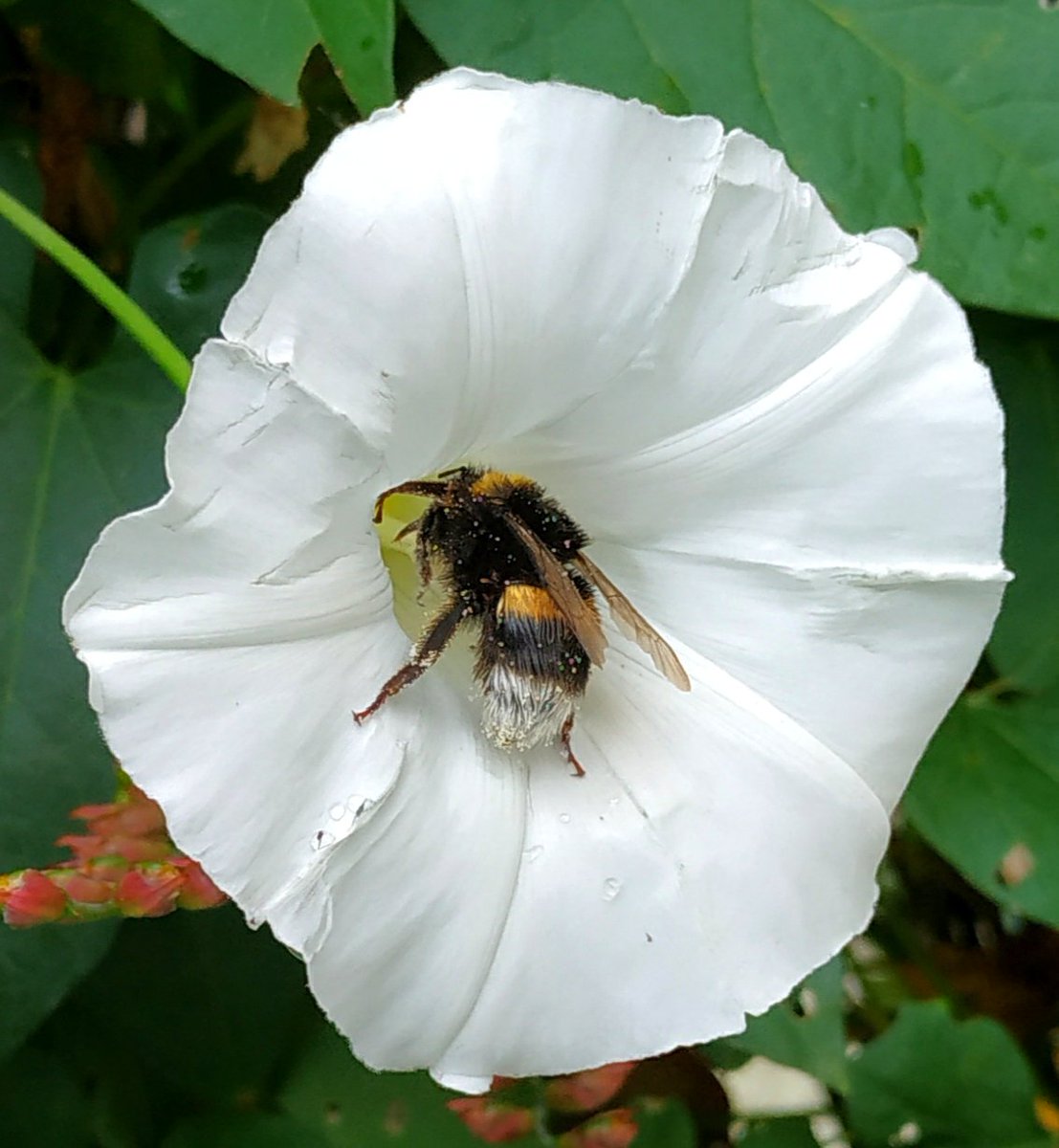 CarhaixDe's tweet photo. P'tite abeille au cucul tout mouillé 🥺🐝♥️ https://t.co/RMWLyMdtYe