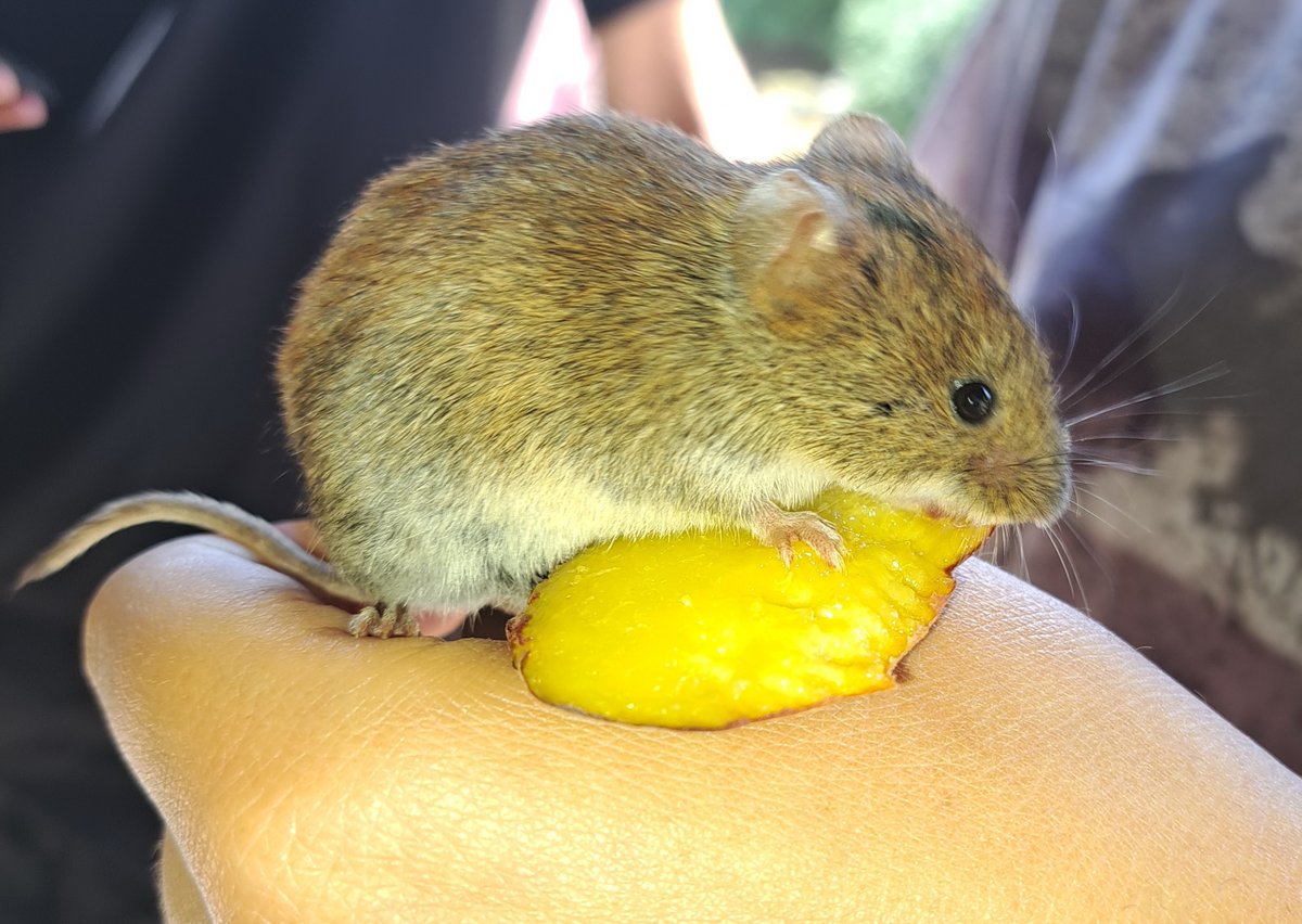 Gerrie Abel tweet media