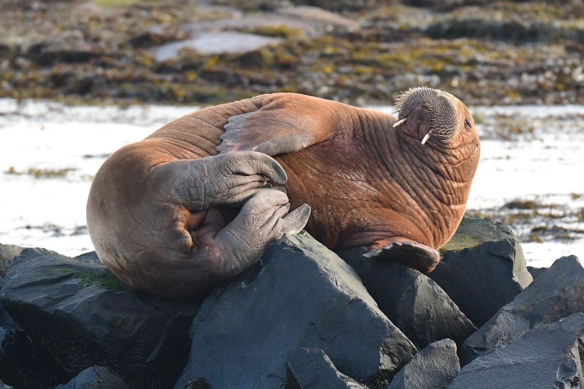 JacquiMair's tweet image. Absolutely horrendous that Freya has been killed by the Norwegians. Nature has so little value. I have no words...
Photo of her when we were lucky enough to have her in Northumberland.  #FreyaTheWalrus