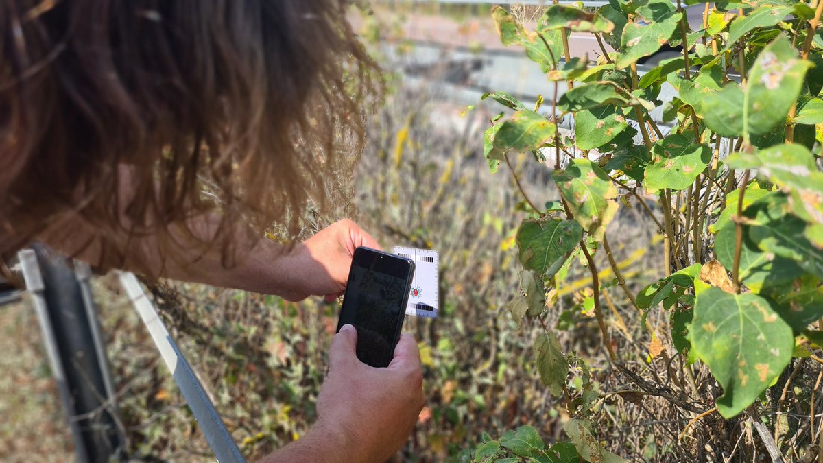 JGoldenbergEvo's tweet photo. Stuck on the highway on the way to #ESEB2022. No problem. @spiderspotter shows us efficiency by collecting data to evaluate urban effects on spider color variation🕷️. Don't miss posters 241, 552, 238! https://t.co/qZQ7o1SclM