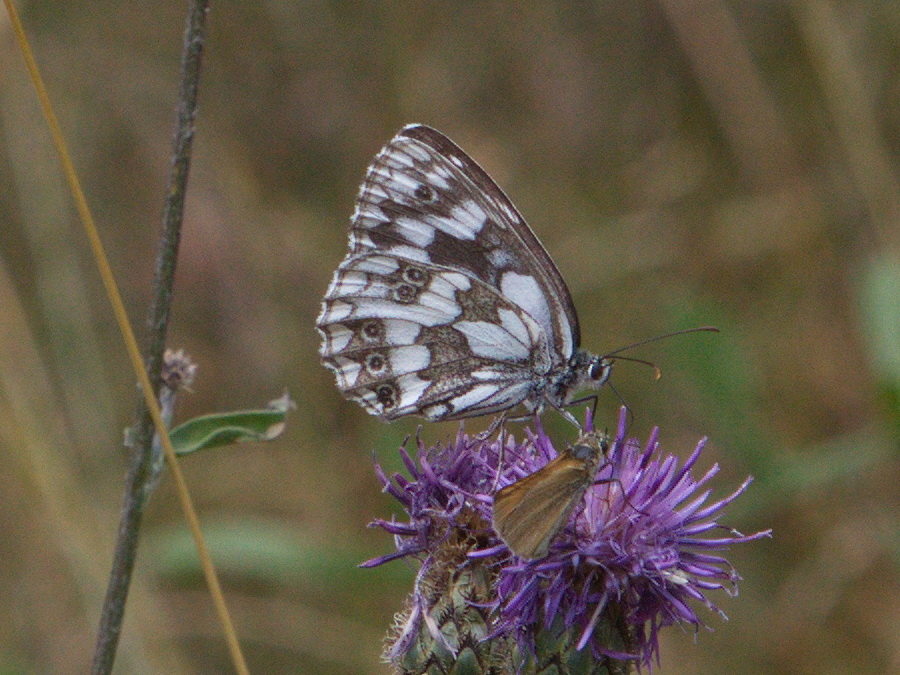 Gerrie Abel tweet media