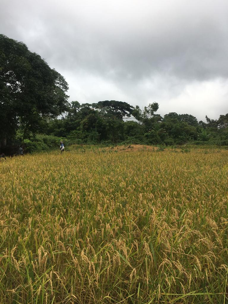 culture_CMR's tweet photo. this week we were in the district of Obala take a look at a rice field at 📍JEAN-NANGA🇨🇲

cette semaine nous étions dans l'arrondissement d'Obala jeter un oeil à une rizière à 📍 JEAN- NANGA🇨🇲

#Cameroon #jica #japan #rice @MinaderCm #agriculture #riziere https://t.co/CbZEpANkhn