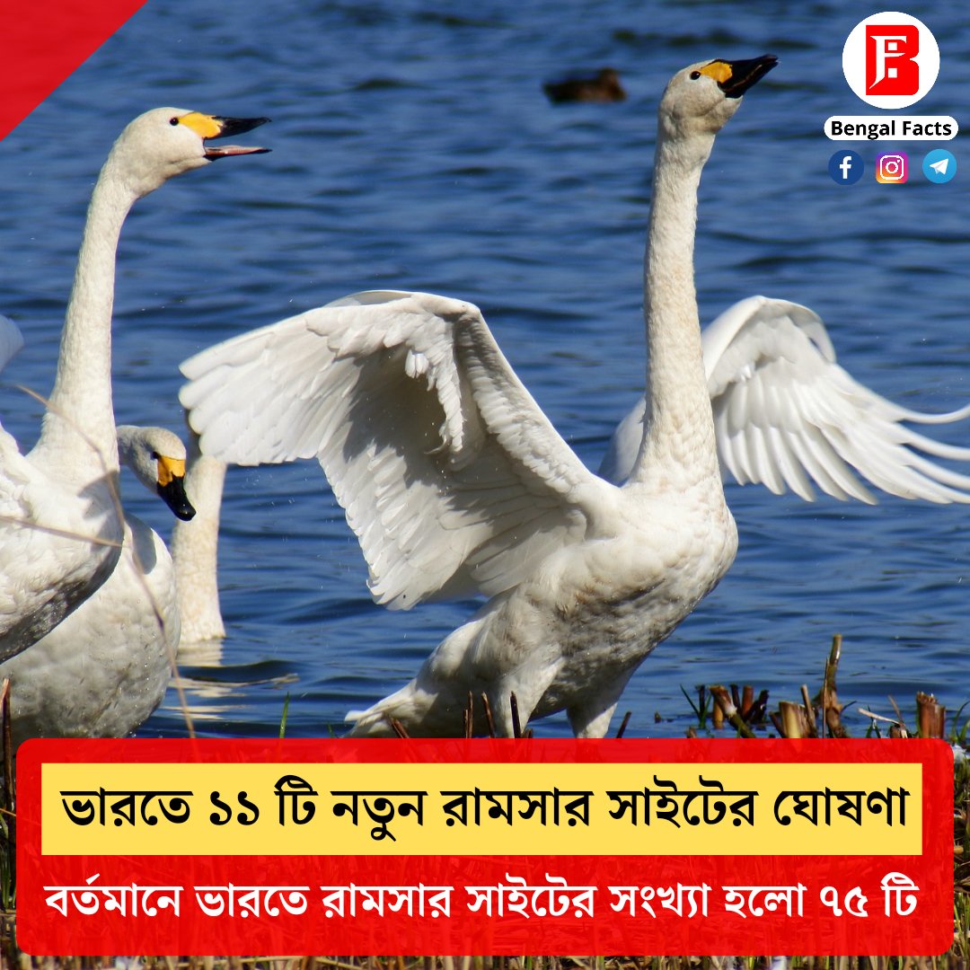 BengalFacts_'s tweet photo. ভারতের রামসার সাইটের তালিকায় যুক্ত হলো আরও এগারোটি জলাভূমি। যারফলে ভারতের রামসার সাইটের সংখ্যা বেড়ে দাঁড়ালো ৭৫ টি।

প্রসঙ্গত, স্বাধীনতার ৭৫ বছর উপলক্ষে ভারত সরকারের লক্ষ্য ছিল দেশের রামসার সাইটের সংখ্যা কমপক্ষে ৭৫ টি করা। #currentaffairs #RamsarSites #WBCS #WBPSC #WBCS2023 https://t.co/dzbVQuxVfW