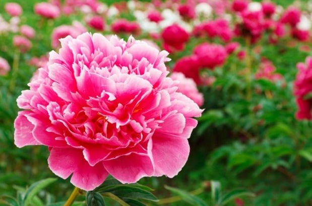 I love peony because of its connotations of luxury, completeness, grace and wealth, as well as expectation, effort, dignity and grace.🌺🌺🌺