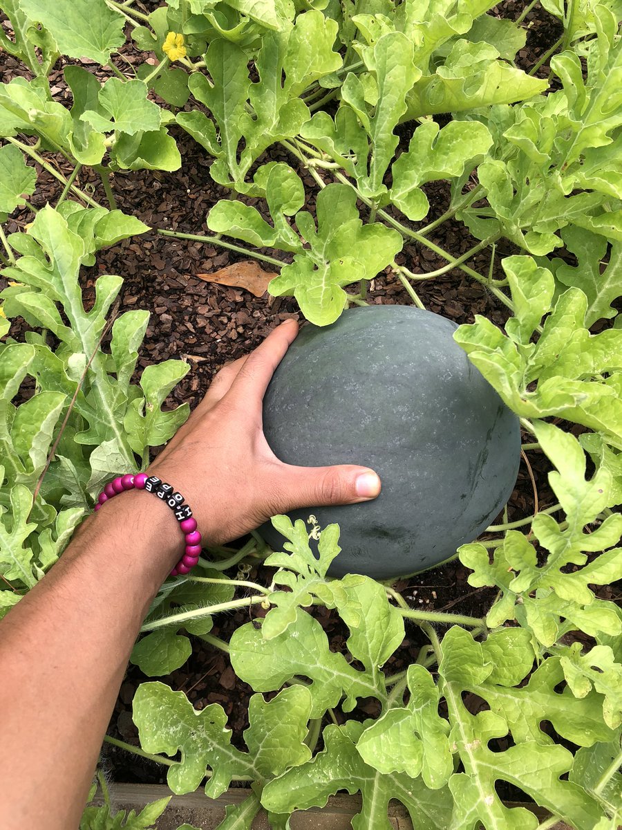 ygmovement's tweet photo. Water Your Garden Daily 🪴💦💚 https://t.co/BgSNdYNxqC