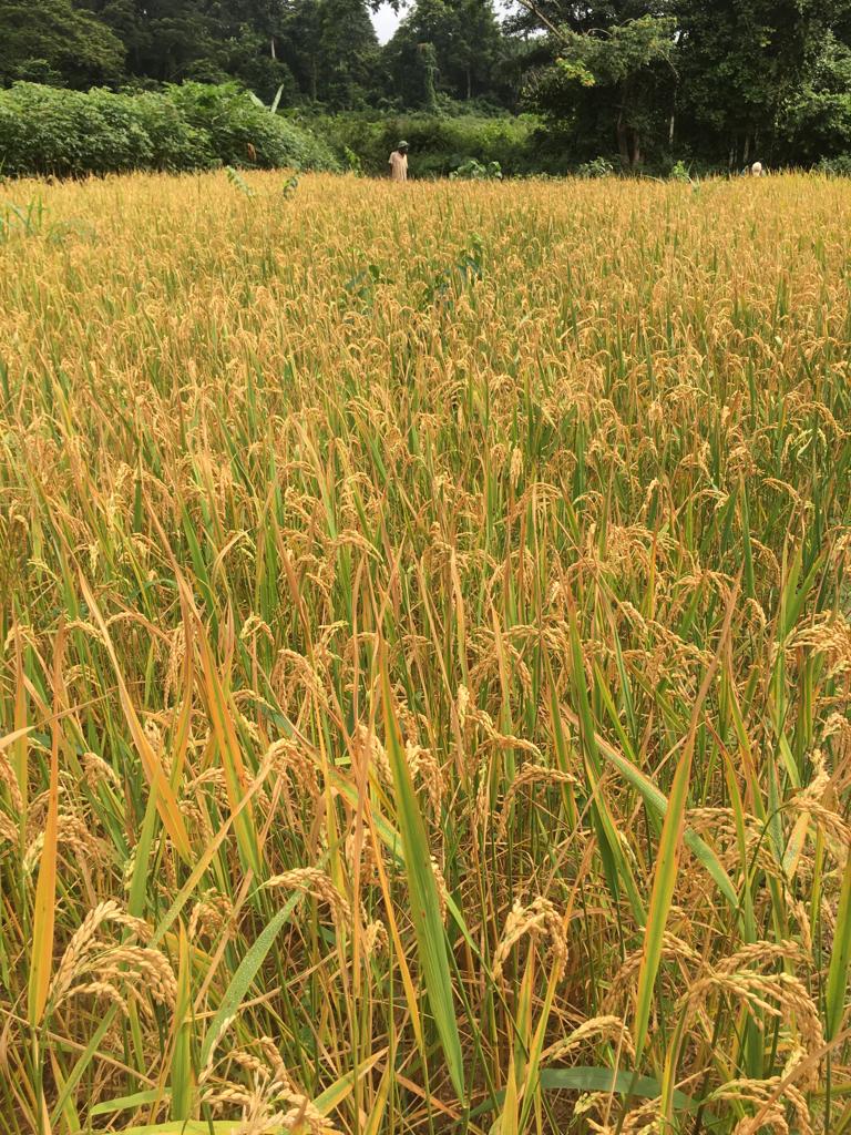 culture_CMR's tweet photo. this week we were in the district of Obala take a look at a rice field at 📍JEAN-NANGA🇨🇲

cette semaine nous étions dans l'arrondissement d'Obala jeter un oeil à une rizière à 📍 JEAN- NANGA🇨🇲

#Cameroon #jica #japan #rice @MinaderCm #agriculture #riziere https://t.co/CbZEpANkhn