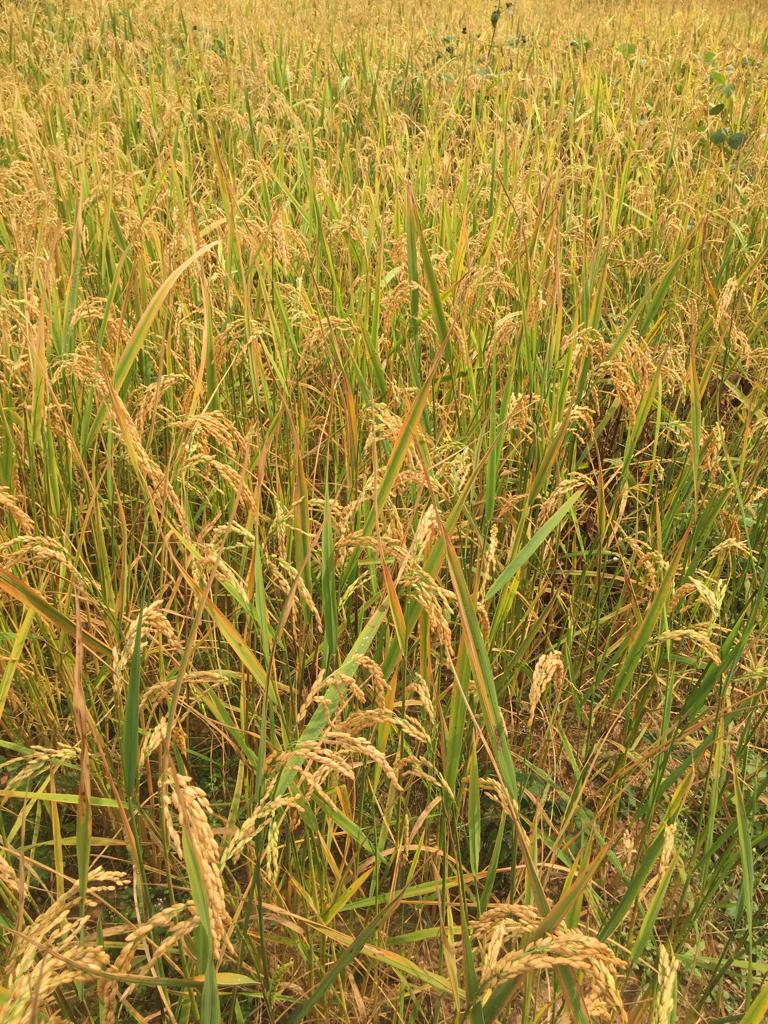 culture_CMR's tweet photo. this week we were in the district of Obala take a look at a rice field at 📍JEAN-NANGA🇨🇲

cette semaine nous étions dans l'arrondissement d'Obala jeter un oeil à une rizière à 📍 JEAN- NANGA🇨🇲

#Cameroon #jica #japan #rice @MinaderCm #agriculture #riziere https://t.co/CbZEpANkhn