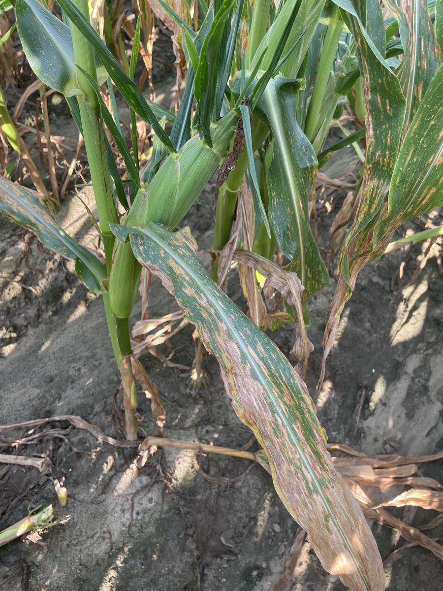 Wes Briggs tweet media