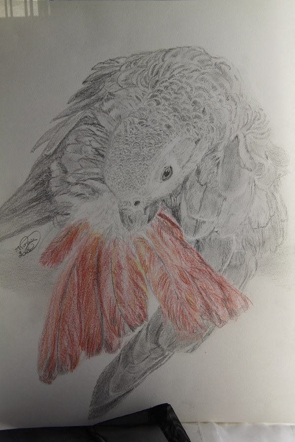 Wingy_Wingy's tweet photo. #animalportrait #parrotportrait #africangrey https://t.co/gQRQaazCzE