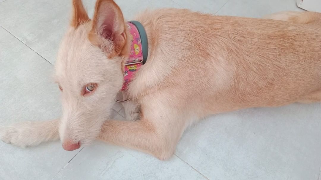 huellassalvadas's tweet photo. ❤️🐶DOMINGO DE GRANDES NOTICIAS 🐶❤️

Como sabéis... Naranja volvió a huellas y menos mal que encontró una casita de acogida antes de tener que volver a una jaula. 

La gran noticia que os damos es que la familia de acogida de naranja ha decidido ser su familia definitiva!!❤️👏🏼 https://t.co/A90RGfn5TJ