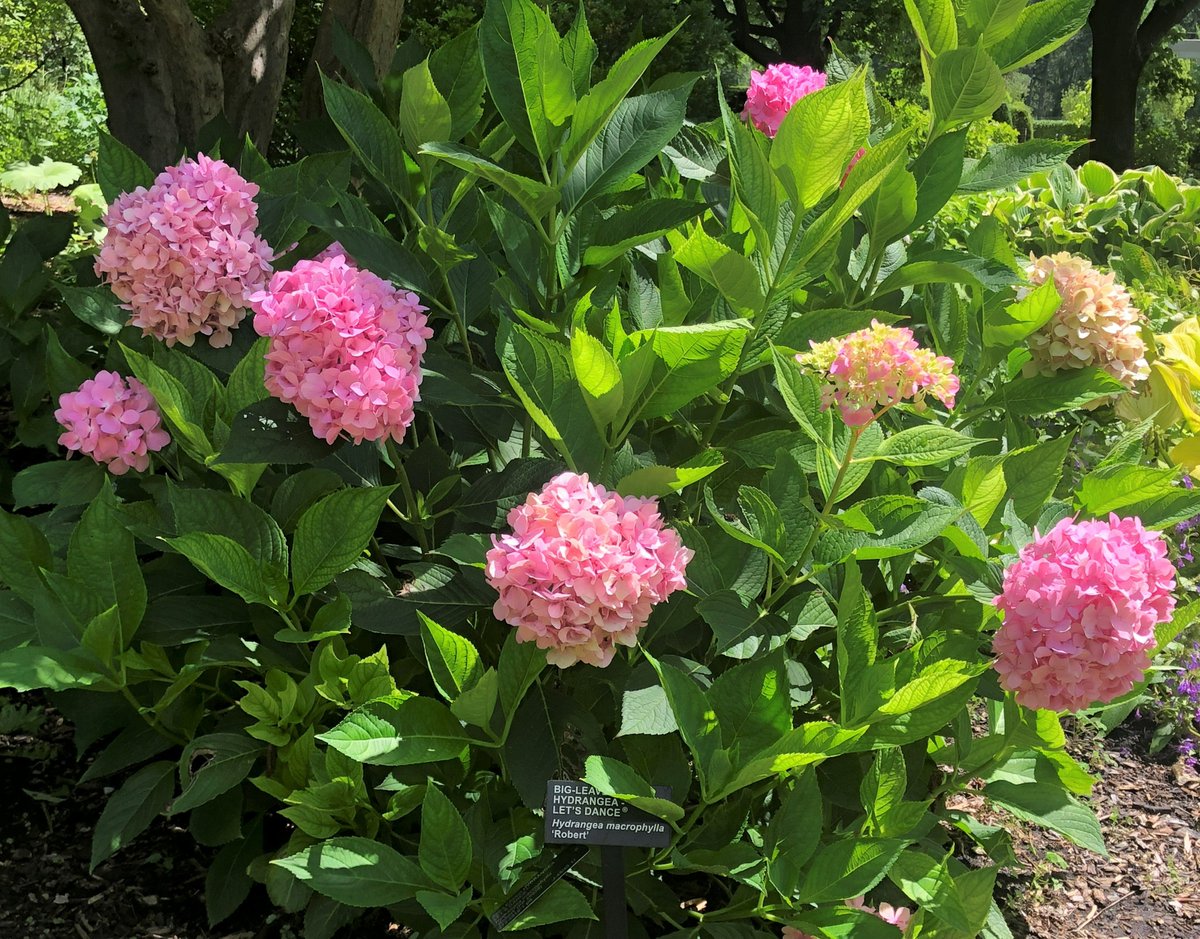 MortonArboretum's tweet photo. Stroll around the Visitor Center area to find these bright Moonlight Let's Dance® big-leaved hydrangeas (Hydrangea macrophylla 'Robert') developed to resist winter bud damage. Enjoy them during your visit: https://t.co/vAzyh4T2rI #SundaySolitude #mortonarboretum https://t.co/M2uwrVVrzj