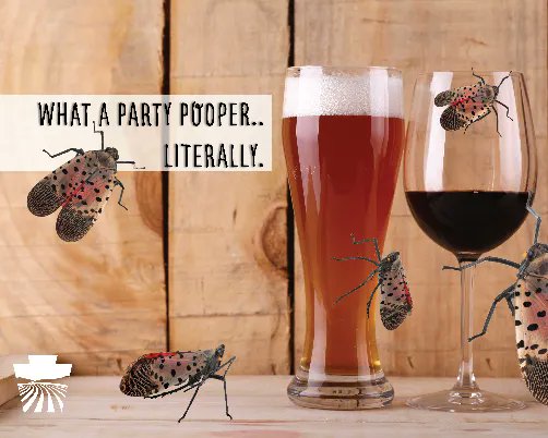 PAAgriculture's tweet photo. Do you like wine and beer? 🍻 Us too! And we have some AMAZING PA producers. You know who else likes grapes 🍇 and hops? Those darn #badbugs. We need to protect our hops + orchards and work together to stop #SpottedLanternfly!  

✏️ Report it: https://t.co/qvOMPfMLcO https://t.co/5DDYgwXqzf