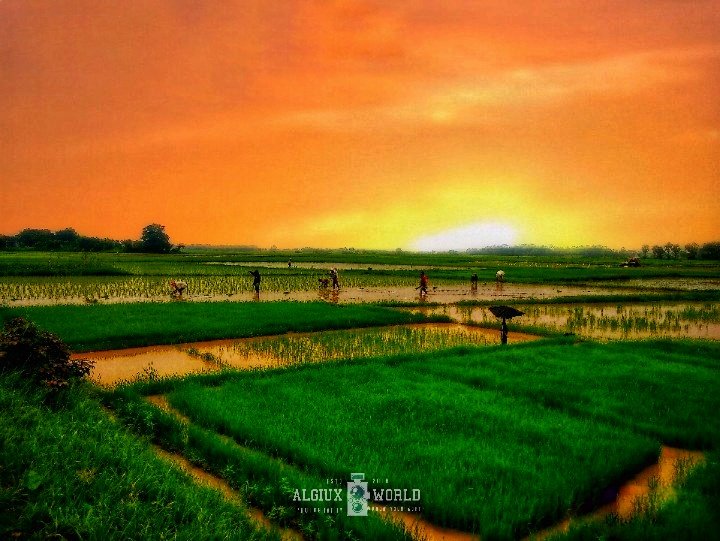 _Adityamohanty_'s tweet photo. YOUR FARM TELLS A STORY 💫
💕
Shoton @asusindia
#natgeoyourlens #algiuxworld #sunsets #kerala #goldenhour #indian_photographers #shutterbugdivision #shotonrealme https://t.co/RNlcgOgKu8