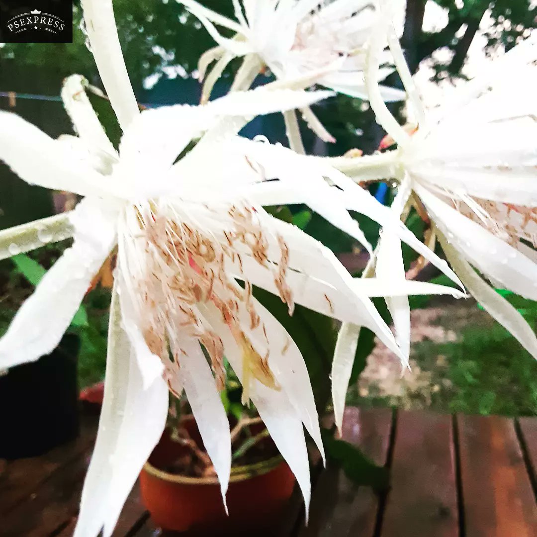 IntoTheRustic's tweet photo. This baby just bloomed after being a mystery cactus for 6 yrs. This I believe is Queen of The Night (Epiphyllum ‘Oxypetalum’). It blooms only at night after reaching maturity. So exciting! HUGE white  blossoms!😍
#cactus #GardenersWorld #GardeningTwitter #gardensoftwitter
#garden https://t.co/0FNisb0mIp