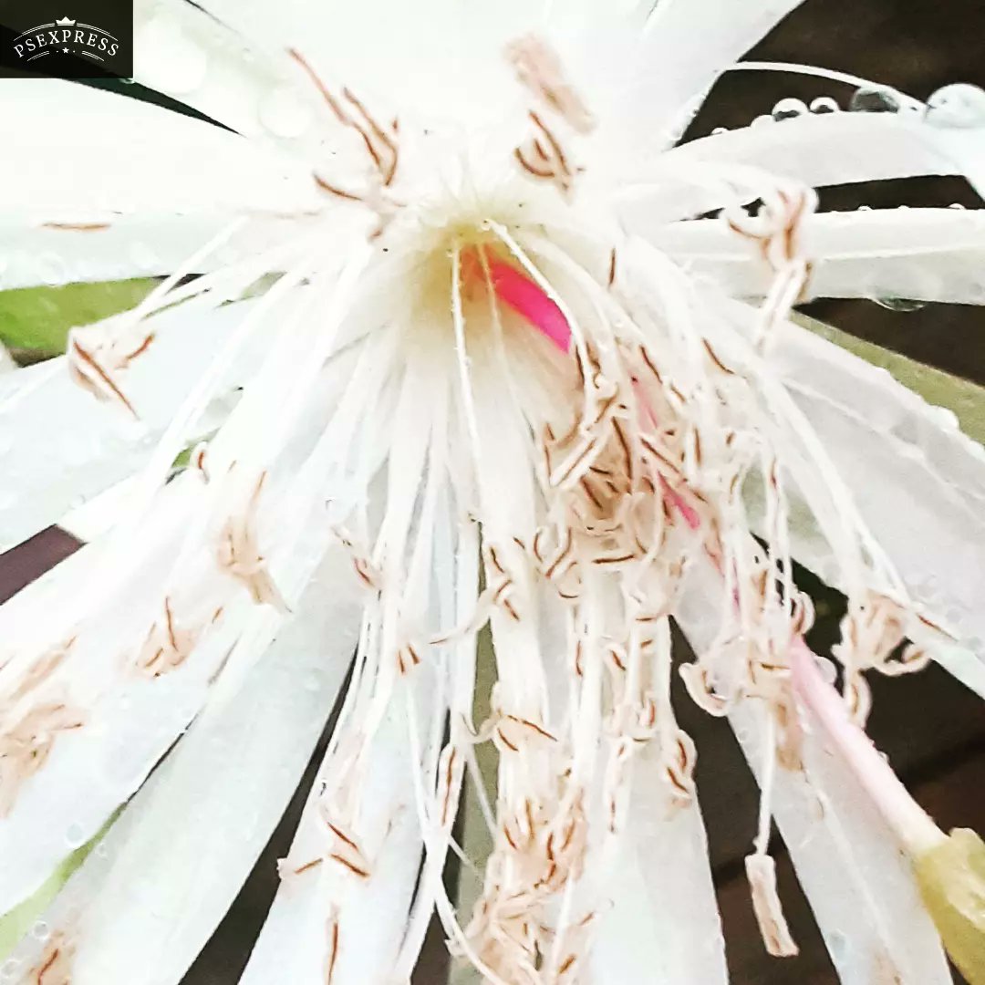 IntoTheRustic's tweet photo. This baby just bloomed after being a mystery cactus for 6 yrs. This I believe is Queen of The Night (Epiphyllum ‘Oxypetalum’). It blooms only at night after reaching maturity. So exciting! HUGE white  blossoms!😍
#cactus #GardenersWorld #GardeningTwitter #gardensoftwitter
#garden https://t.co/0FNisb0mIp