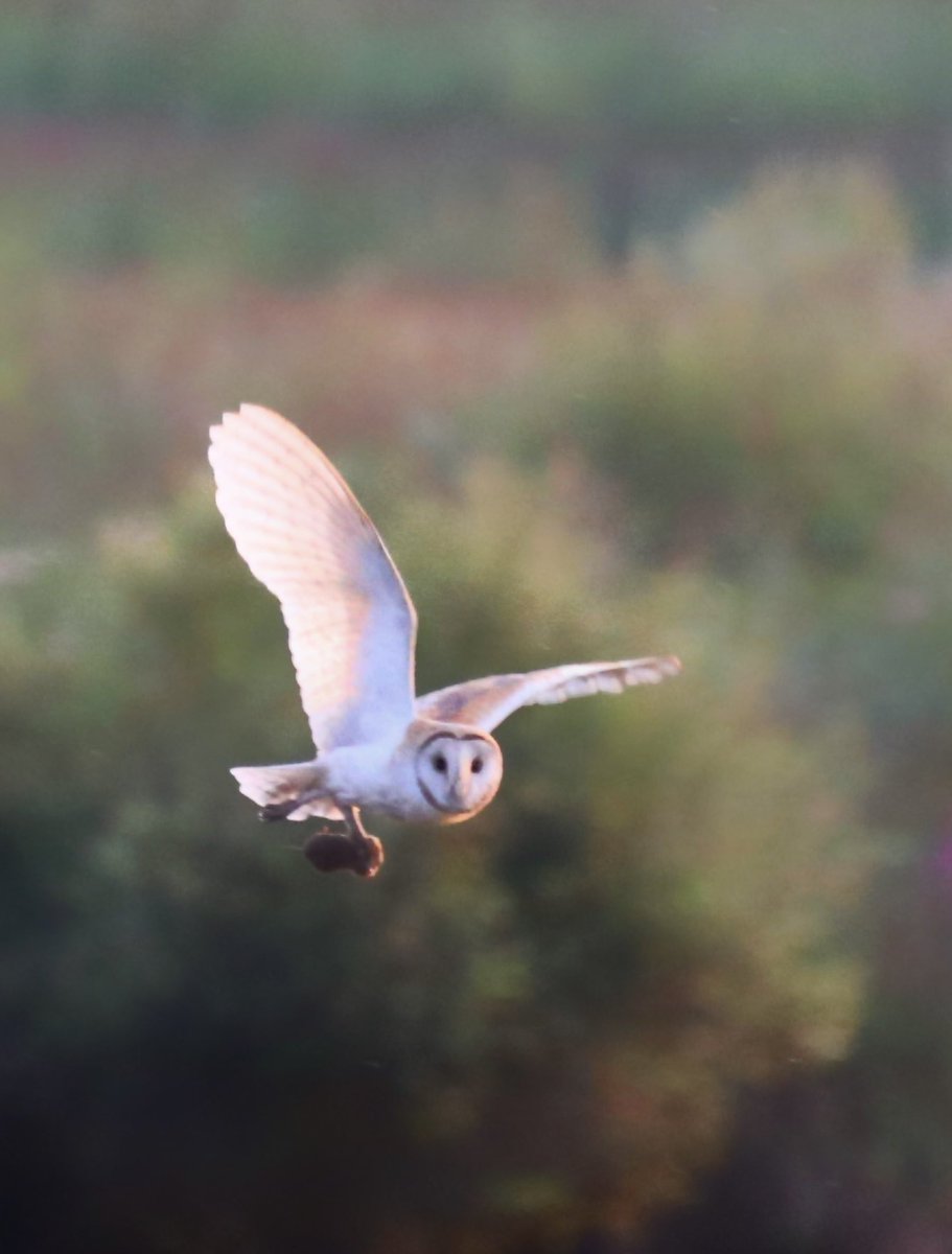 Hesperus73's tweet photo. Thanks so much for the great owl and bat walk last night at @WWTMartinMere ! https://t.co/VnOH3j4dcV