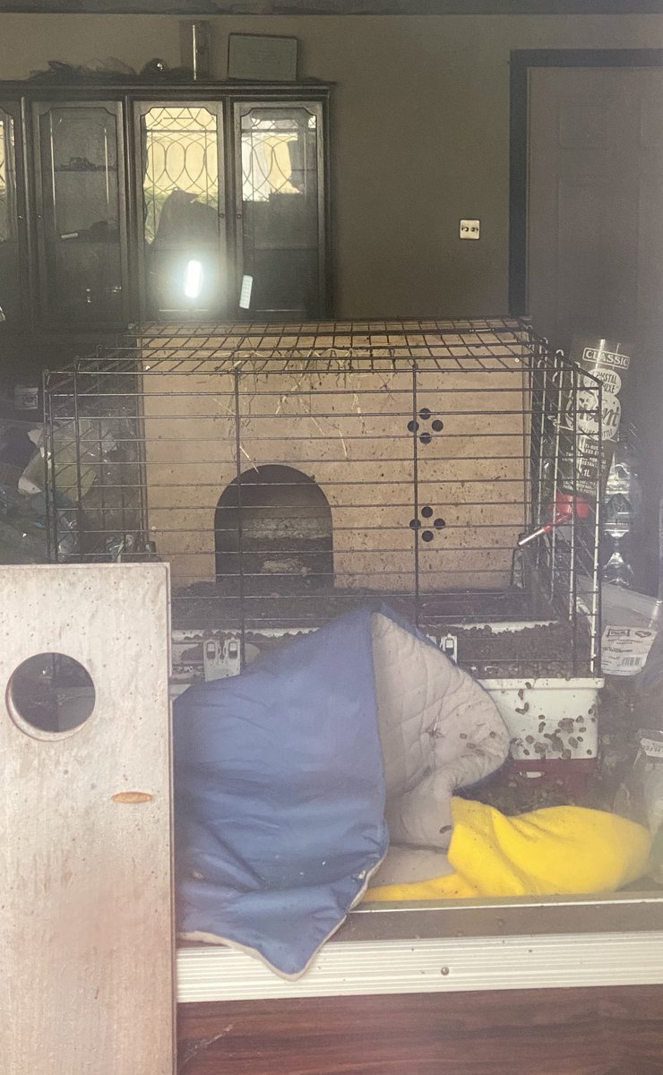 StopFEH's tweet photo. Guinea Pig cages at FEH: left image 30th July, right image 12th August

Unknown if animals are still inside, however there seems to be movement inside the cage between images indicating they are there.
This is no life for any pet, please help us raise awareness &amp; stop this abuse https://t.co/mmxLNdKYOA