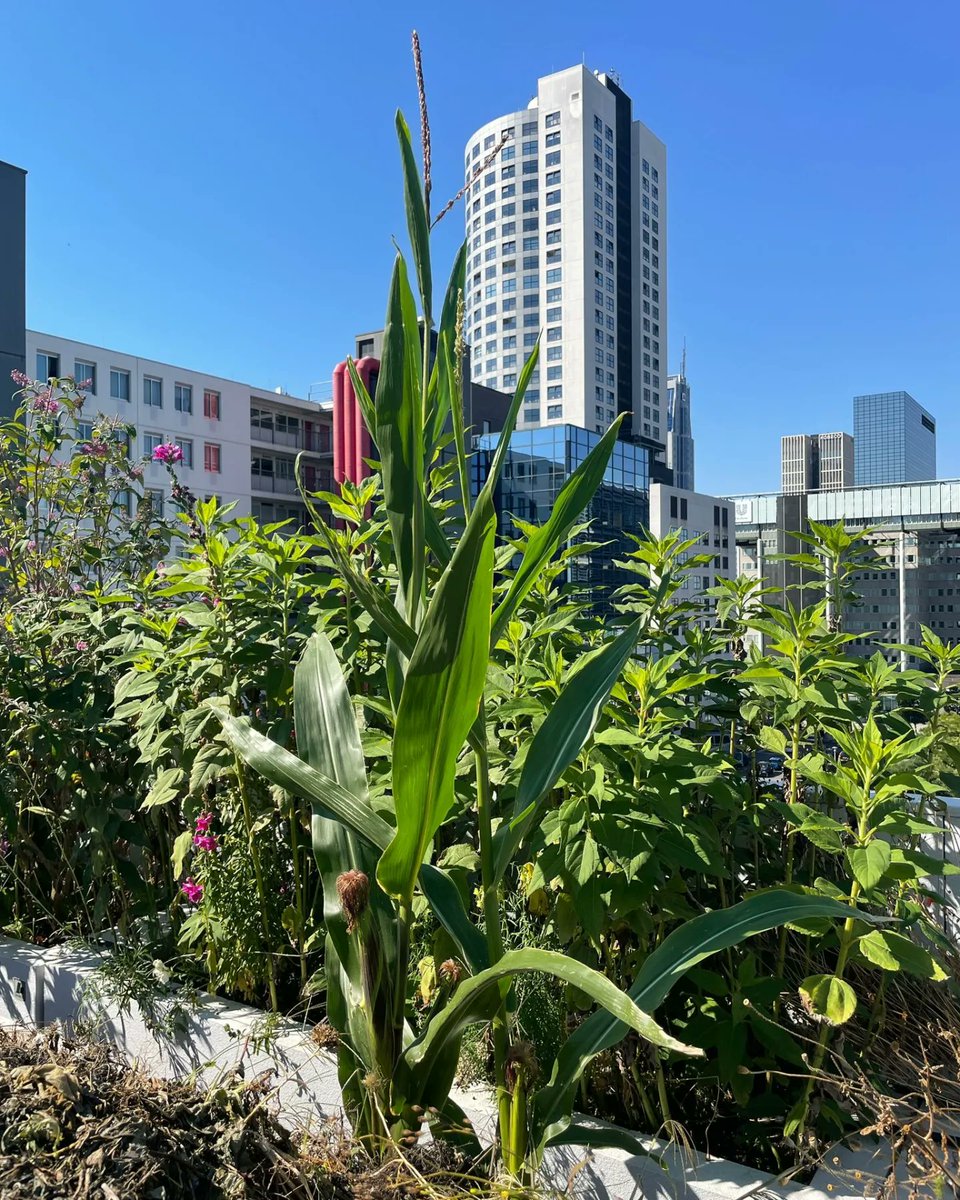 #Rotterdamisblooming 🌼🌸🏵 on the #DakAkker #rooftopfarm on an officebuilding downtown #Rotterdam 📲 dakakker.nl 📷 @Annette_Behrens #ediblecities #ediblecity #edibleflowers #farmingthecity #rooftopfarming #urbanfarming #urbanfarm #stadslandbouw #urbanagriculture