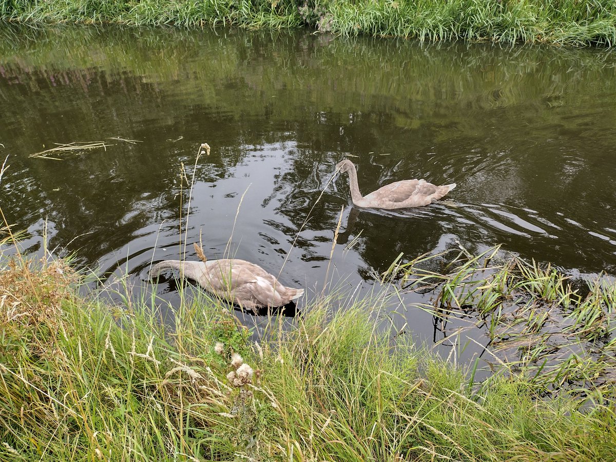 Mum taking the other 2 for a swim.